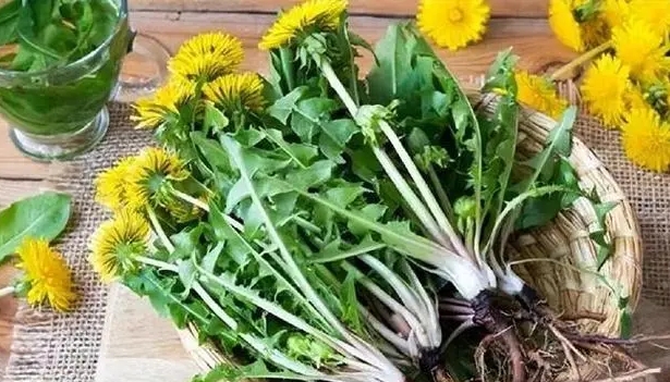 Perubahan apa yang Anda lihat dalam tubuh Anda saat minum dandelion setiap hari? Apakah ekstrak Dandelion benar untuk anti kanker?