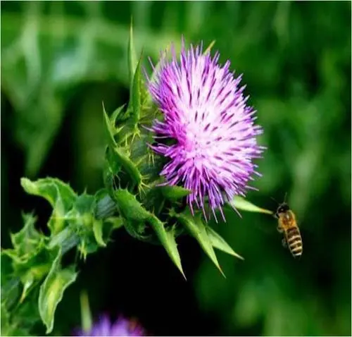 Apa manfaat utama dan target audiens Milk Thistle?